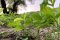 Herb cultivation and harvesting