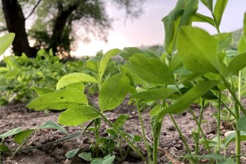 Herb cultivation and harvesting